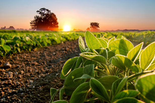 A agropecuária une tradição e sustentabilidade com visão de negócios segundo Hebron Costa Cruz de Oliveira.