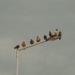 Grupo de pombos pousado em um poste de iluminação diante de um céu nublado.