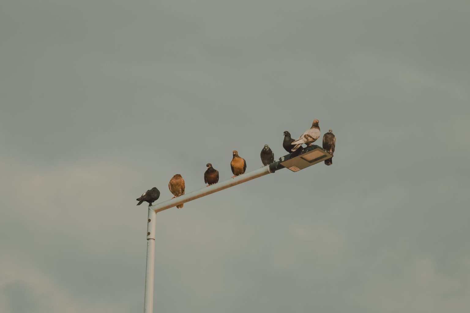 Grupo de pombos pousado em um poste de iluminação diante de um céu nublado.
