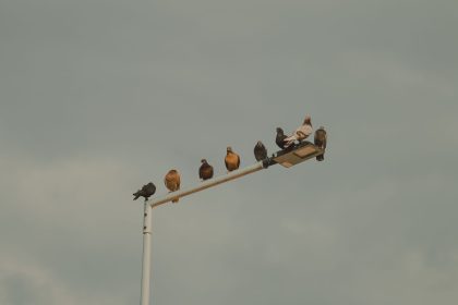 Grupo de pombos pousado em um poste de iluminação diante de um céu nublado.