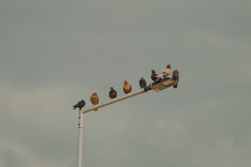 Grupo de pombos pousado em um poste de iluminação diante de um céu nublado.